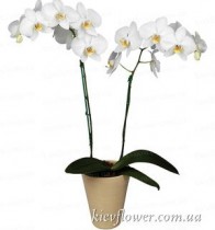 Орхідея фаленопсіс біла